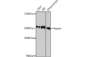 Raptor anticorps