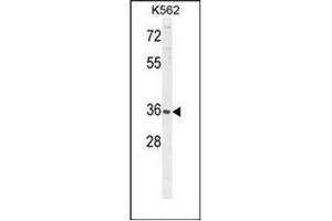 Western blot analysis of P5F1B Antibody (C-term) in K562 cell line lysates (35ug/lane).