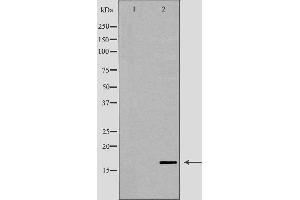 Image no. 2 for anti-Lysozyme-Like 6 (LYZL6) (Internal Region) antibody (ABIN6263035)