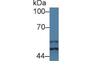 GSK3 alpha Antikörper  (AA 122-406)