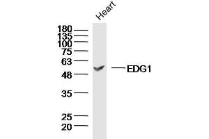 Image no. 2 for anti-Sphingosine-1-Phosphate Receptor 1 (S1PR1) (AA 51-150) antibody (ABIN872844)
