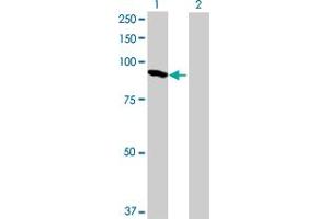 Western Blot analysis of LAS1L expression in transfected 293T cell line by LAS1L MaxPab polyclonal antibody.