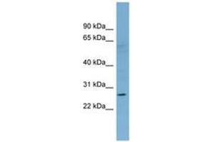 Image no. 1 for anti-Killer Cell Lectin-Like Receptor Subfamily F, Member 1 (KLRF1) (AA 71-120) antibody (ABIN6742124)
