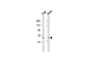 Image no. 2 for anti-MLLT1, super elongation complex subunit (MLLT1) (AA 523-552), (C-Term) antibody (ABIN390126)