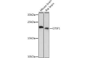 GTSF1 anticorps