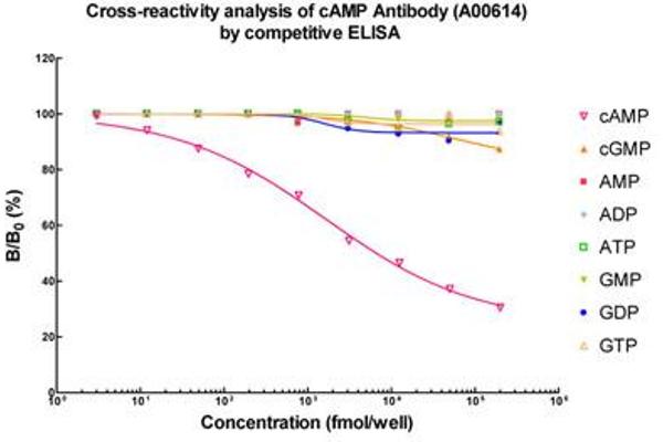 CAMP antibody
