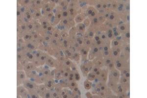 Image no. 2 for anti-PHD Finger Protein 8 (PHF8) (AA 195-351) antibody (ABIN1869797)
