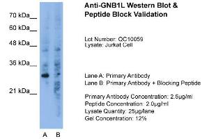 anti-Guanine Nucleotide Binding Protein (G Protein), beta Polypeptide 1-Like (GNB1L) (C-Term) antibody