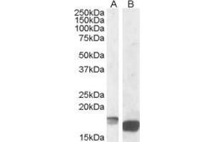 Image no. 2 for anti-Peripheral-Type Benzodiazepine Receptor (TSPO) (C-Term) antibody (ABIN570960)