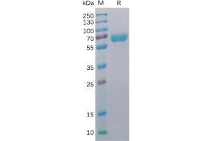 Image no. 2 for CD48 (CD48) protein (mFc Tag,His tag) (ABIN6961089)