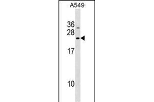 DNAJC5B Antibody (Center) (ABIN1538501 and ABIN2849474) western blot analysis in A549 cell line lysates (35 μg/lane).