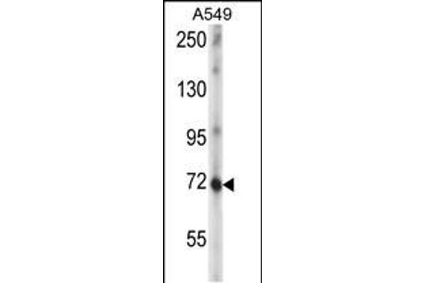 ZNF429 antibody  (C-Term)