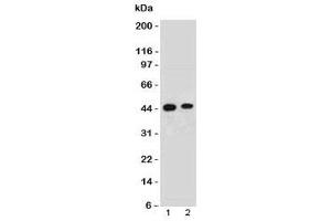 Image no. 1 for anti-F-Box Protein 5 (FBXO5) (N-Term) antibody (ABIN3024714)