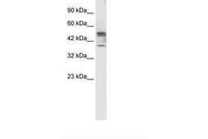 CHST4 antibody  (AA 156-205)
