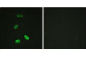 Image no. 3 for anti-V-Myb Myeloblastosis Viral Oncogene Homolog (Avian) (MYB) (AA 1-50) antibody (ABIN1532364)