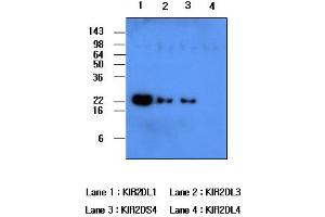 anti-Killer Cell Immunoglobulin-Like Receptor, Two Domains, Long Cytoplasmic Tail, 1 (KIR2DL1) antibody