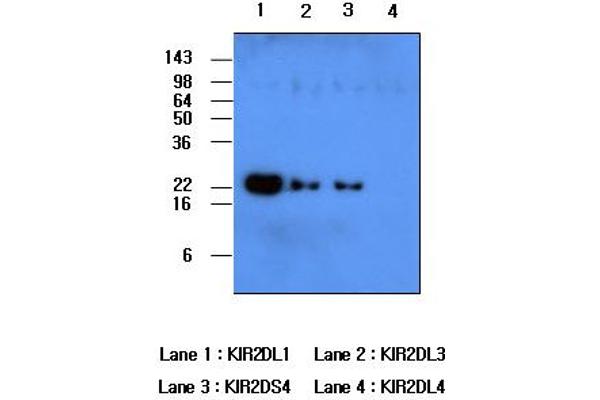 anti-Killer Cell Immunoglobulin-Like Receptor, Two Domains, Long Cytoplasmic Tail, 1 (KIR2DL1) antibody