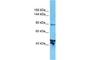 Image no. 1 for anti-Axin 2 (AXIN2) (N-Term) antibody (ABIN5515390)