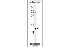 Image no. 1 for anti-Mitochondrial Ribosomal Protein L51 (MRPL51) (AA 100-128), (C-Term) antibody (ABIN654885)