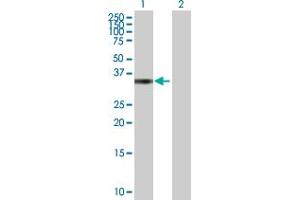 Western Blot analysis of MRPL19 expression in transfected 293T cell line by MRPL19 MaxPab polyclonal antibody.
