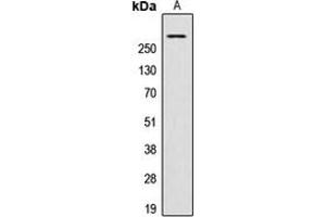 Image no. 1 for anti-A Kinase (PRKA) Anchor Protein 13 (AKAP13) (Center) antibody (ABIN2705421)