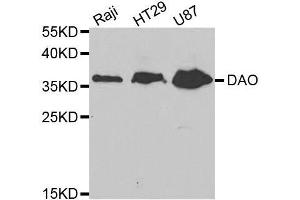 Image no. 1 for anti-D-Amino-Acid Oxidase (DAO) antibody (ABIN6139394)