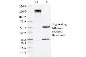 Image no. 1 for anti-CD9 (CD9) antibody (ABIN6941086)