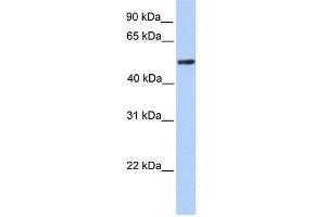 Image no. 1 for anti-Zinc Finger and BTB Domain Containing 9 (ZBTB9) (C-Term) antibody (ABIN927894)