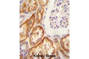 Claudin 16 antibody  (N-Term)