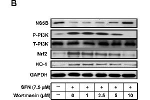 Image no. 108 for anti-Glyceraldehyde-3-Phosphate Dehydrogenase (GAPDH) (Center) antibody (ABIN2857072)