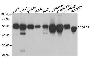 Image no. 2 for anti-FK506 Binding Protein 8, 38kDa (FKBP8) antibody (ABIN6140662)