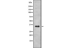 Image no. 3 for anti-Olfactory Receptor, Family 52, Subfamily R, Member 1 (OR52R1) antibody (ABIN6263882)
