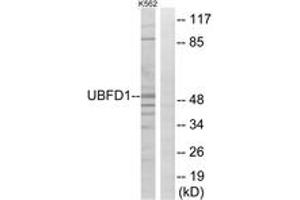 Image no. 1 for anti-Ubiquitin Family Domain Containing 1 (UBFD1) (AA 135-184) antibody (ABIN1535442)
