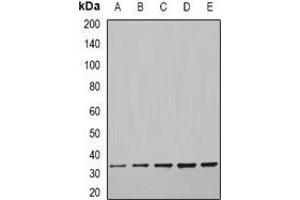 Image no. 1 for anti-Craniofacial Development Protein 1 (CFDP1) antibody (ABIN2966517)