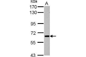 Image no. 1 for anti-Activin Receptor Type 1C (ACVR1C) (Center) antibody (ABIN2855632)