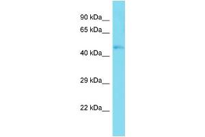 Image no. 1 for anti-TAF7-Like RNA Polymerase II, TATA Box Binding Protein (TBP)-Associated Factor, 50kDa (TAF7L) (C-Term) antibody (ABIN2780074)
