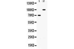 Image no. 1 for anti-Zona Pellucida Glycoprotein 1 (ZP1) (AA 102-139), (N-Term) antibody (ABIN4886775)