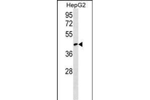 RCSD1 Antibody (Center) (ABIN1538152 and ABIN2849645) western blot analysis in HepG2 cell line lysates (35 μg/lane).