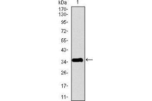 PPY antibody  (AA 1-95)