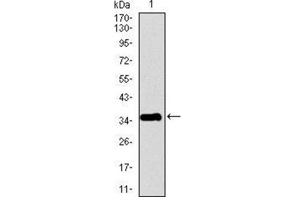 PPY antibody  (AA 1-95)