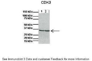 Image no. 2 for anti-Cyclin-Dependent Kinase 3 (CDK3) (C-Term) antibody (ABIN2792151)