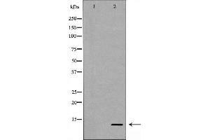 Image no. 3 for anti-Caspase 9, Apoptosis-Related Cysteine Peptidase (CASP9) (Cleaved-Asp353) antibody (ABIN6254881)