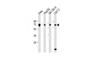 Image no. 2 for anti-Dual-Specificity tyrosine-(Y)-phosphorylation Regulated Kinase 2 (DYRK2) (AA 521-549), (C-Term) antibody (ABIN657991)