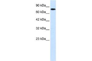 Zinc Finger with KRAB and SCAN Domains 7 (ZKSCAN7) (N-Term) antibody