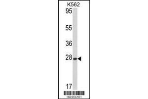 Image no. 1 for anti-ADP Ribosylation Factor Like GTPase 1 (ARL1) (AA 1-30), (N-Term) antibody (ABIN388997)