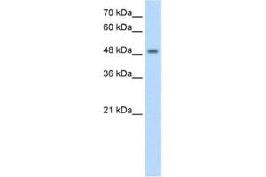 Image no. 1 for anti-F-Box and Leucine-Rich Repeat Protein 7 (FBXL7) antibody (ABIN2462667)