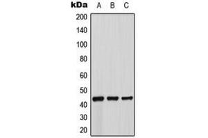 Image no. 1 for anti-Adrenergic, beta-3-, Receptor (ADRB3) (Center) antibody (ABIN2705588)
