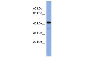 Image no. 2 for anti-Early Growth Response 3 (EGR3) (N-Term) antibody (ABIN2780592)
