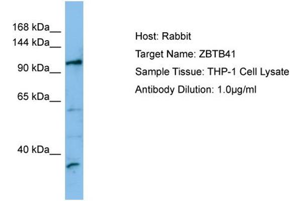 ZBTB41 antibody  (C-Term)