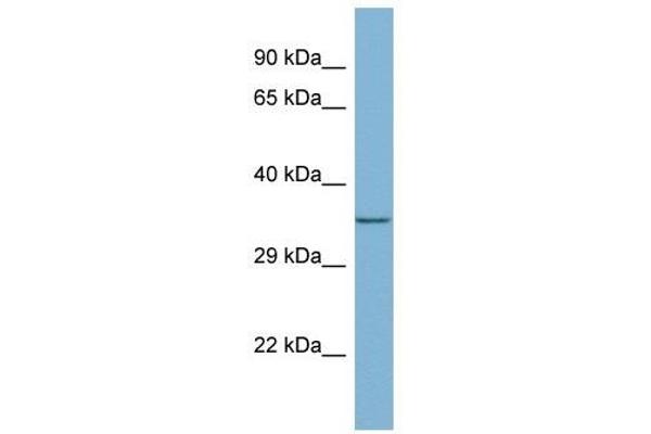anti-Mediator of Cell Motility 1 (MEMO1) (Middle Region) antibody